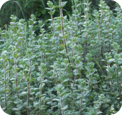 image (1)